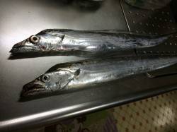 北港のタチウオ釣果〜遠投すると食ってきまし…