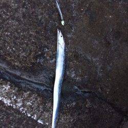 またまた北港のタチウオ釣りへ〜時々シャクリを入れると好反応