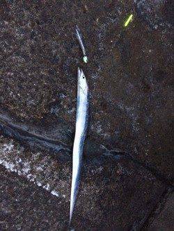 またまた北港のタチウオ釣りへ〜時々シャクリを入れると好反応