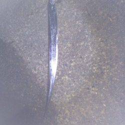 北港テンヤでのタチウオ釣り釣果です