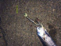 和歌山北港魚つり公園でタチウオ10本♪　早めリトリーブが◎