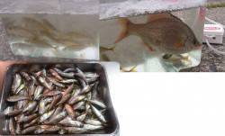 夫婦でサビキ釣行〜コンスタントに釣れてアジ…