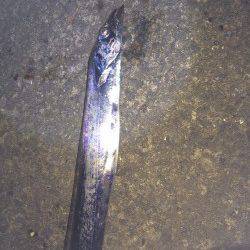 北港テンヤでのタチウオ釣り釣果です