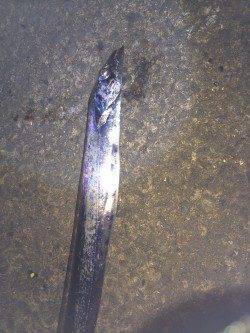 北港テンヤでのタチウオ釣り釣果です