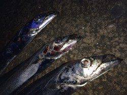 北港のタチウオテンヤ、3投連続タチウオヒット