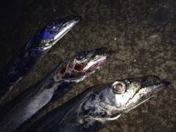  北港のタチウオテンヤ、３投連続タチウオヒ…