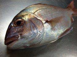 和歌山北港魚つり公園　カゴ釣りでウマヅラ・アイゴ・マダイ