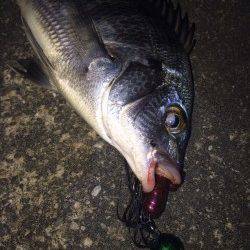 和歌川でチニング〜岸壁を引いてくるとフッキング