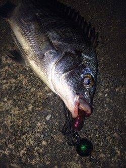 和歌川でチニング〜岸壁を引いてくるとフッキング