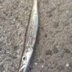 紀ノ川河口周辺カウント６でタチウオゲット、カマス狙いも釣果あり