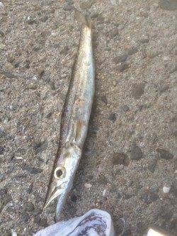 紀ノ川河口周辺カウント６でタチウオゲット、カマス狙いも釣果あり