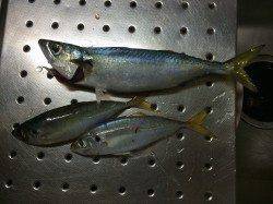 台風後の濁りのなか北港へカゴ釣りに〜アジ・サバ釣れました