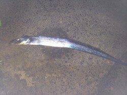 和歌山北港魚つり公園　テンヤでタチウオ17本の大漁でした♪