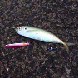 ジグサビキでおかずを釣りに北港へ〜マアジ・丸アジの釣果