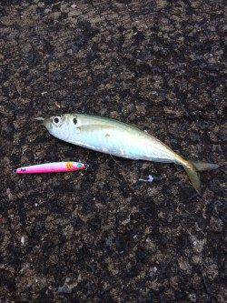 ジグサビキでおかずを釣りに北港へ〜マアジ・丸アジの釣果