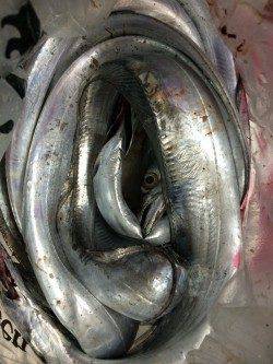 北港のタチウオ狙い〜カウント8～12程のタナでアタリ、14本の釣果