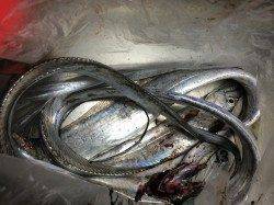 北港のタチウオ釣果〜遠投すると食ってきました