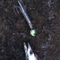 またまた北港のタチウオ釣りへ〜時々シャクリを入れると好反応