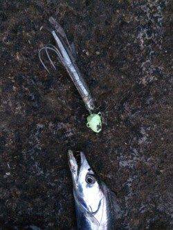 またまた北港のタチウオ釣りへ〜時々シャクリを入れると好反応