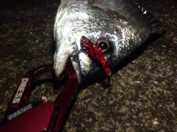 助松埠頭周辺チヌ狙い キビレ39cm&am…