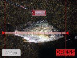 助松埠頭周辺チヌ狙い　キビレ39cm&22cmの釣果