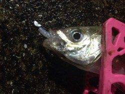 助松埠頭、渋い中回遊の良型アジをキャッチ★