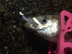 助松埠頭、渋い中回遊の良型アジをキャッチ★…