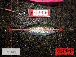 助松埠頭、渋い中回遊の良型アジをキャッチ★