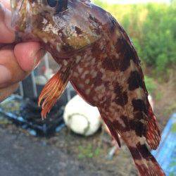 伊根でロックフィッシュ〜ジグで良型ガシラ&メバル、ワームでアコウなど