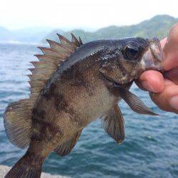 伊根でロックフィッシュ〜ジグで良型ガシラ&メバル、ワームでアコウなど