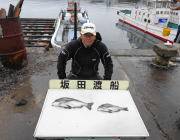 湾内の筏でのチヌ釣果