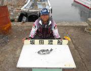 黒島の磯でサンバソウの釣果