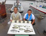 湾内の筏でチヌ・アイゴの釣果