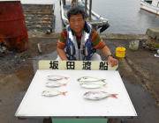 黒島の筏　マダイ4枚に良型丸アジの釣果