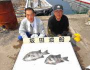 黒島の磯の底物釣り　イシダイ43cmと37…