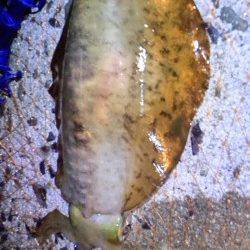 須磨ぶらりエギングツアー、コウイカで諦めた帰り道アオリイカをゲット♪