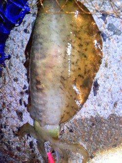 須磨ぶらりエギングツアー、コウイカで諦めた帰り道アオリイカをゲット♪