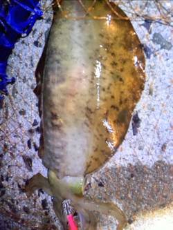 須磨ぶらりエギングツアー、コウイカで諦めた…