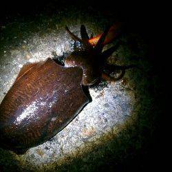 須磨ぶらりエギングツアー、コウイカで諦めた帰り道アオリイカをゲット♪