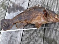 大阪南港周辺で尺越えのガシラ〜ボトムワイン…