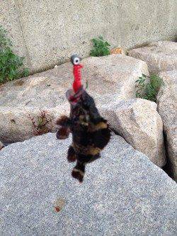 南芦屋浜石畳穴釣りでタケノコメバル〜石の隙間を狙いコツコツ釣れました