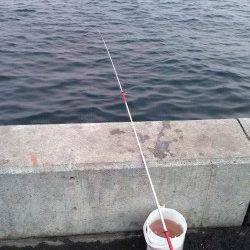 台風後の兵庫突堤〜タチウオ狙いはアタリなくサビキでサバの釣果