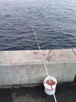 台風後の兵庫突堤〜タチウオ狙いはアタリなくサビキでサバの釣果