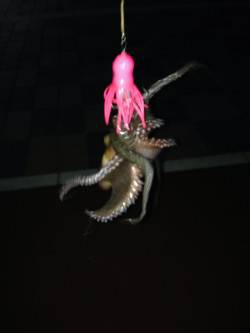 夕方からタコ狙いで釣行〜棚が絞れず苦労しま…