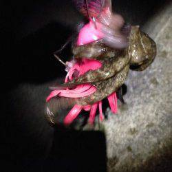 西宮ケーソンオクトパッシング、今年は1ヒロ迄位のタナで釣れています