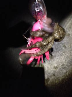 西宮ケーソンオクトパッシング、今年は1ヒロ…