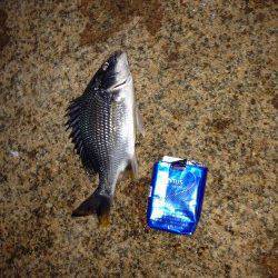 淀川河口ルアーでキビレ〜反応渋くランガンしてやっと一匹