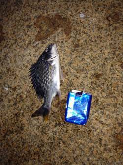 淀川河口ルアーでキビレ〜反応渋くランガンし…