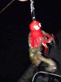 西宮でタコ釣り　タコジグサイズは3杯