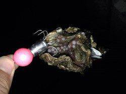 タコジグ、サイズは小さいですが大漁でした!